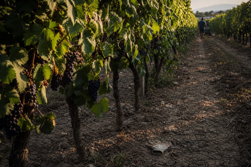 Valpolicella vineyards with ripening Corvina grapes in late summer, no text, no logos, no people