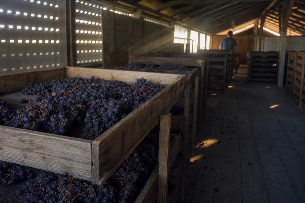 Grapes drying for Amarone, no text, no logos, no people
