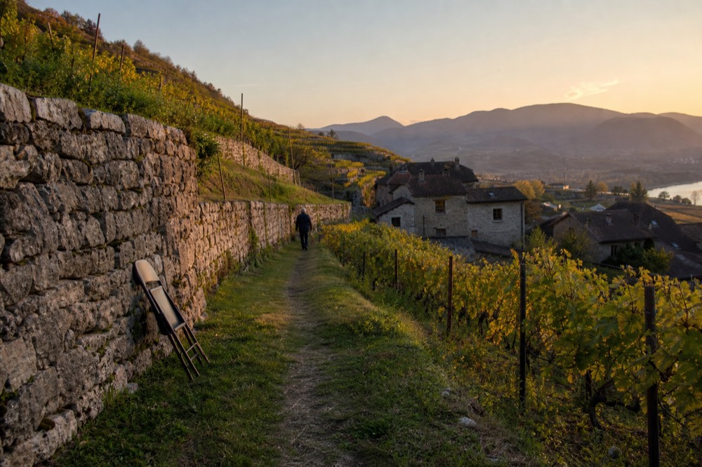 Terraced Marano hillside vineyards in the Valpolicella Classico zone at golden hour, no text, no logos, no people