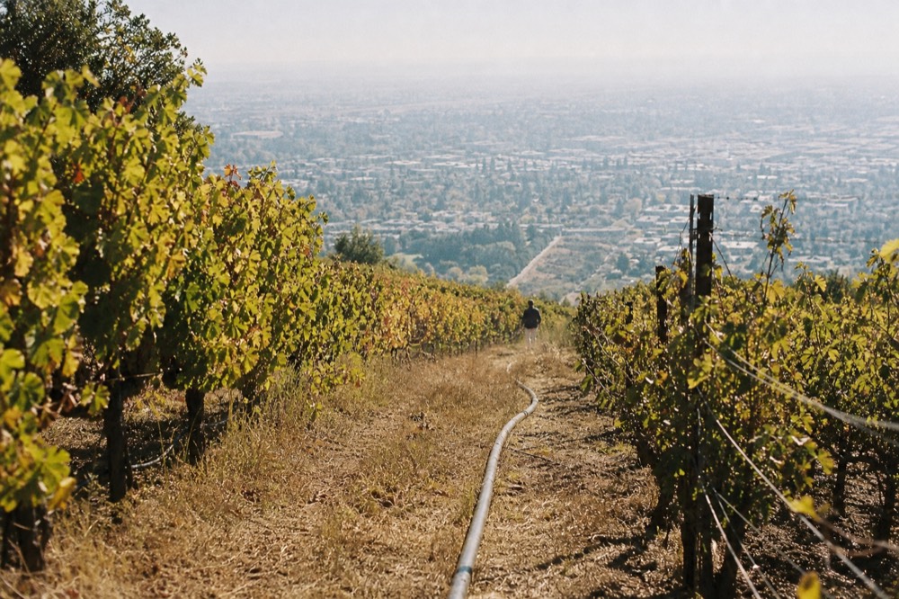 Vineyard hills above Verona at midday, no text, no logos, no people