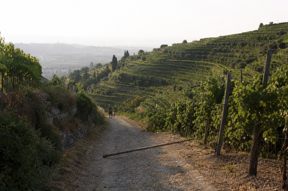 Terraced vineyards in the Verona wine hills, no text, no logos, no people