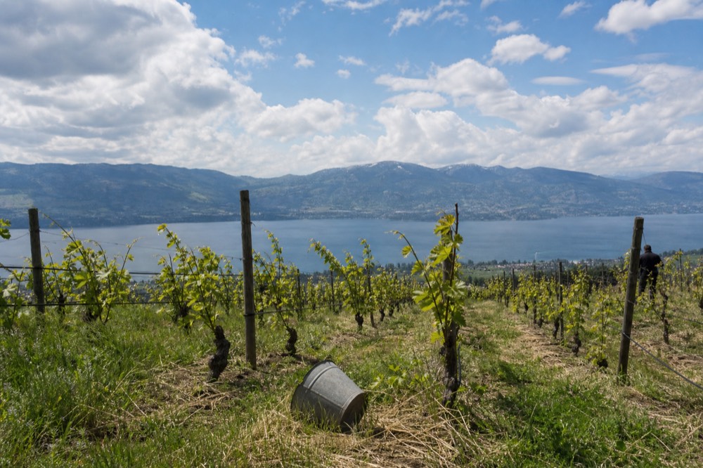 Rows of vines above Lake Garda with the water in the background, no text, no logos, no people