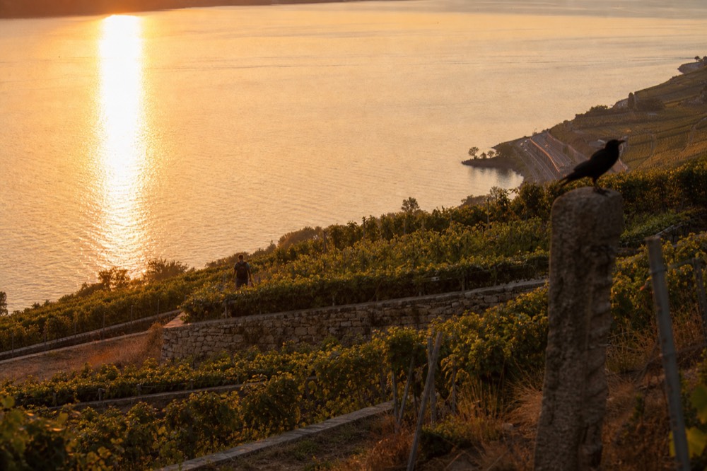 Terraced vineyards on hills above the lake at sunset, no text, no logos, no people