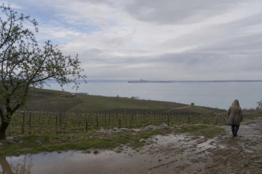 Flat clay vineyards with the Sirmione peninsula in the distance across Lake Garda, no text, no logos, no people