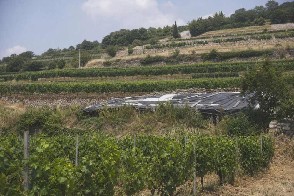 Vineyard terraces in Valpolicella, no text, no logos, no people