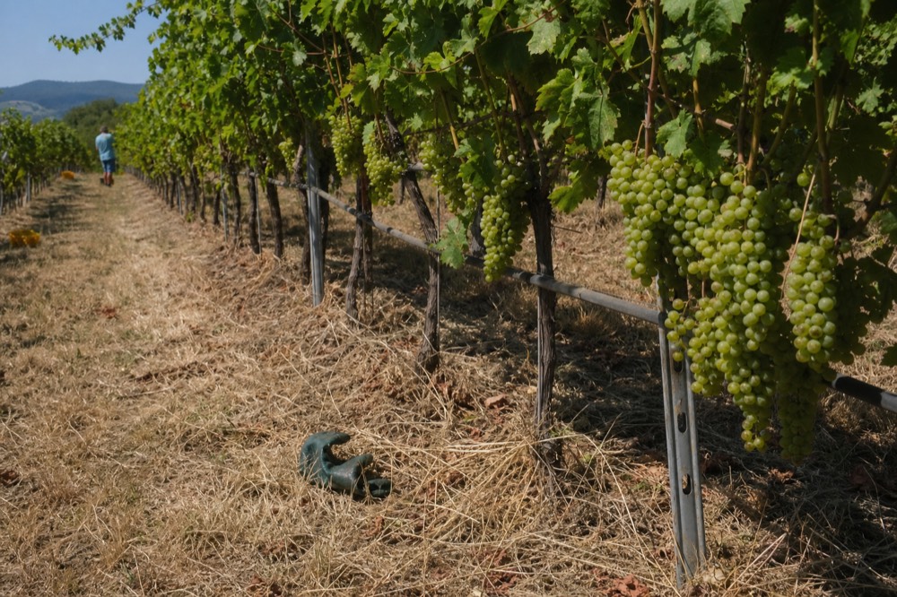 Garganega grape bunches on the vine in a Soave Classico hillside vineyard, no text, no logos, no people