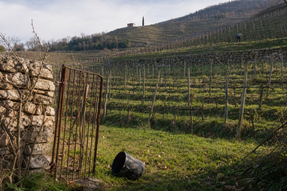 Rows of Corvina vines on a Marano hillside with dry-stone terraces, no text, no logos, no people