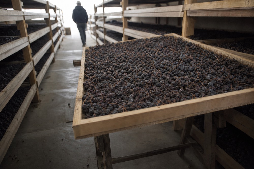 Grapes drying on racks in a Valpolicella fruttaio, no text, no logos, no people
