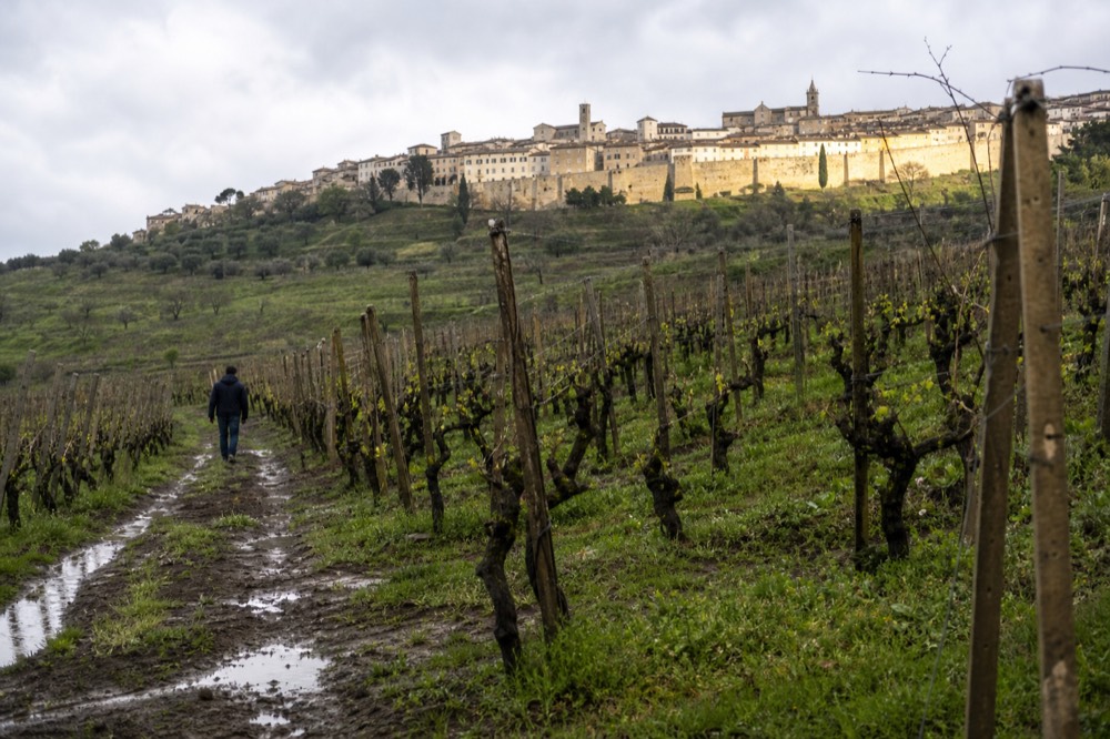 Garganega vines below the walled town of Soave, no text, no logos, no people