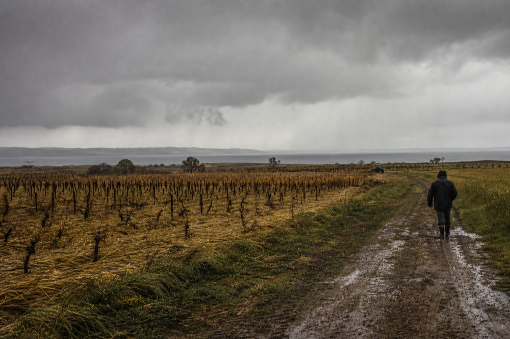 Flat Lugana vineyards near the south shore of Lake Garda, no text, no logos, no people