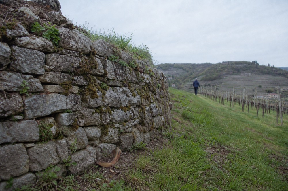 Terraced vineyard wall in the Valpolicella hills above Verona, no text, no logos, no people