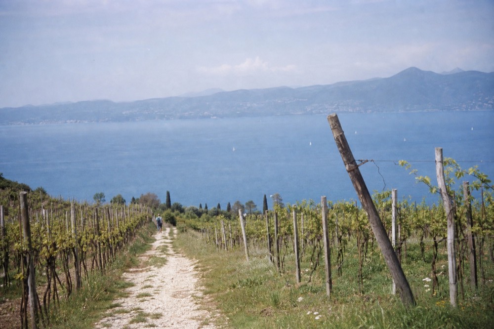 Vineyards running down toward Lake Garda near Bardolino, no text, no logos, no people