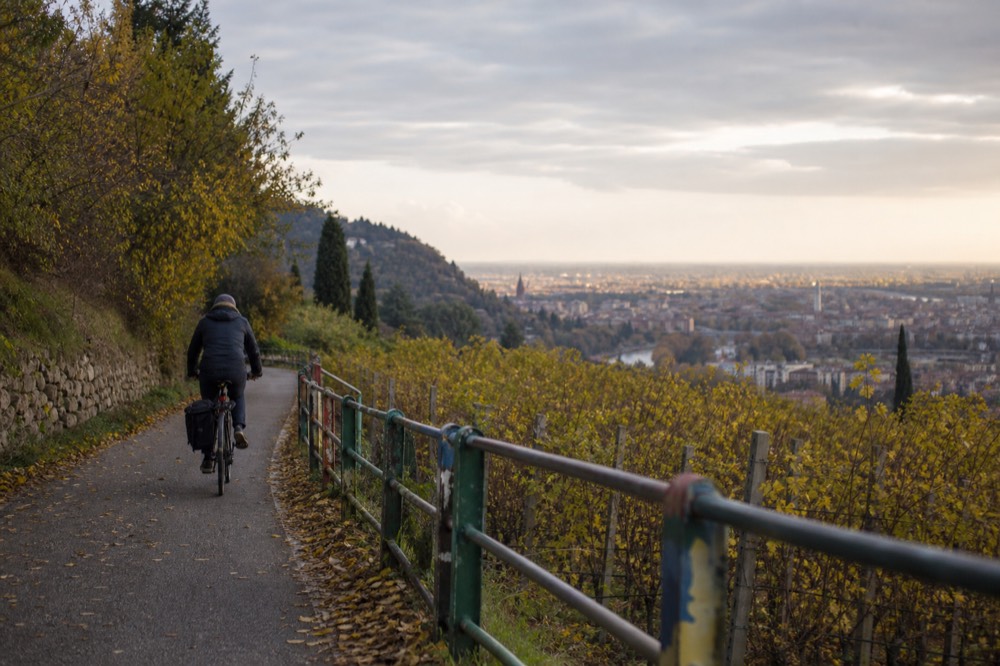 A bicycle lane winding through vineyards in the Verona hills, no text, no logos, no people