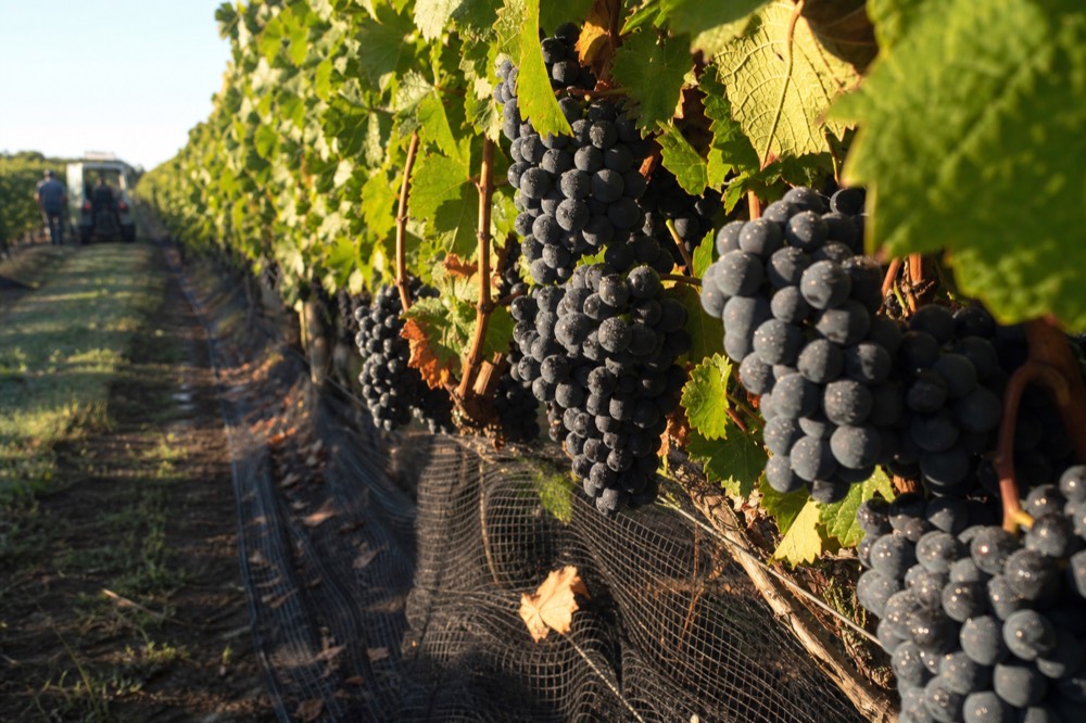 Grapes on the vine in a Verona-area vineyard close to harvest, no text, no logos, no people